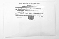 Sphaceloma symphoricarpi image
